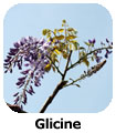 Glicine